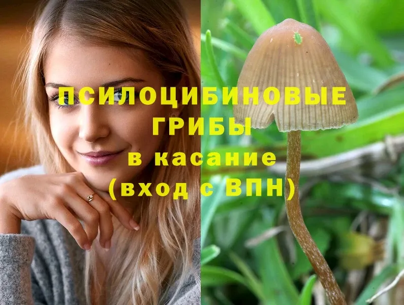 цена   Борзя  Галлюциногенные грибы Psilocybine cubensis 